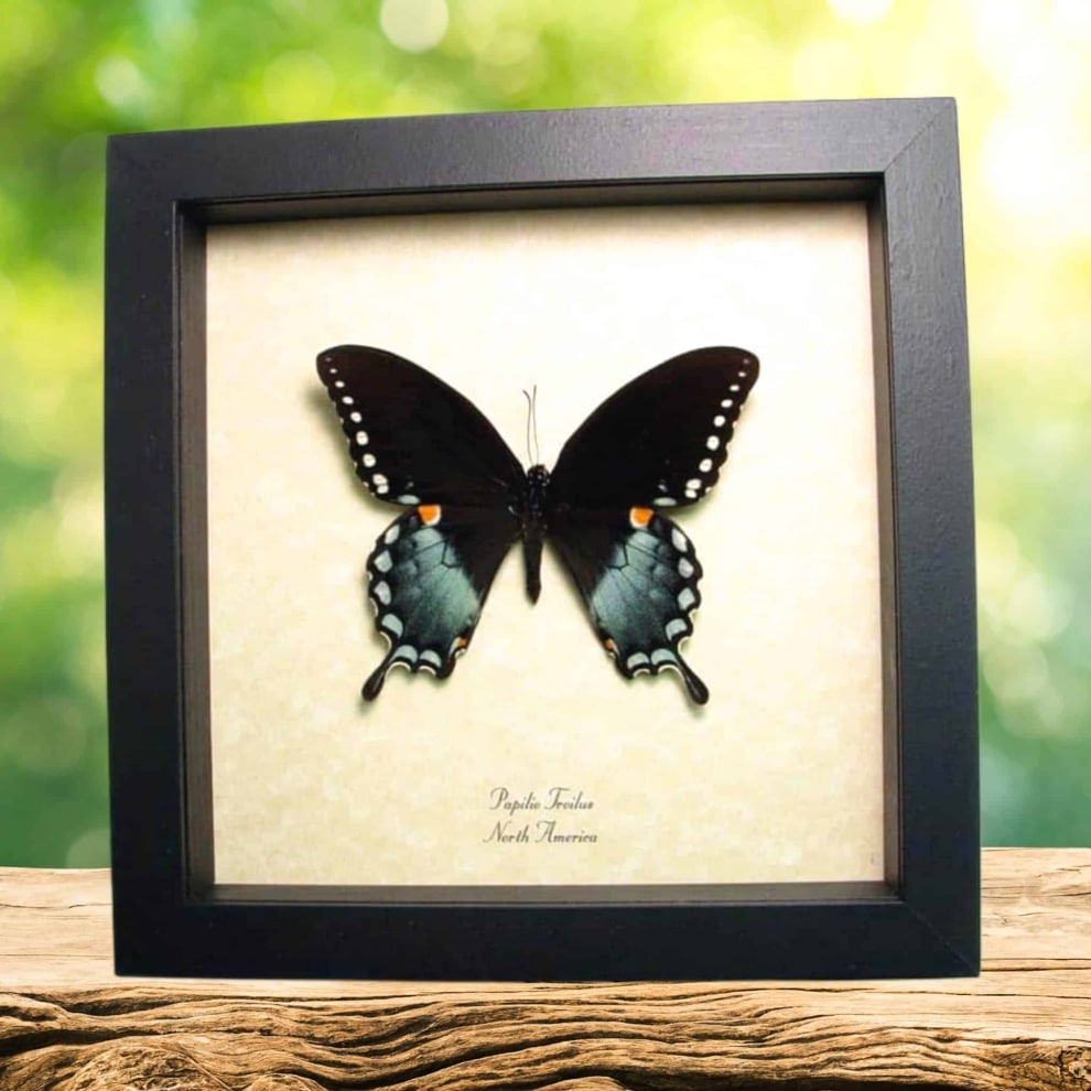 Spicebush Swallowtail Butterfly Papilio Troilus Framed Taxidermy Display