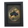 Real Framed Green Damselfly Aurora Borealis Gothic Gold Border Display