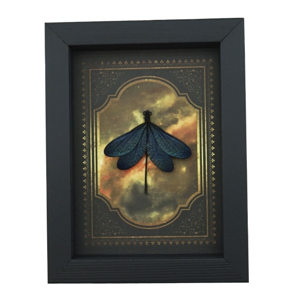 Real Framed Green Damselfly Aurora Borealis Gothic Gold Border Display