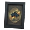 Real Framed Green Damselfly Aurora Borealis Gothic Gold Border Display