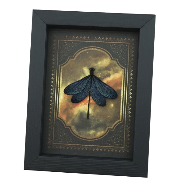 Real Framed Green Damselfly Aurora Borealis Gothic Gold Border Display