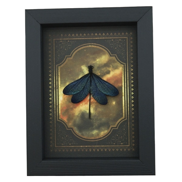 Real Framed Green Damselfly Aurora Borealis Gothic Gold Border Display
