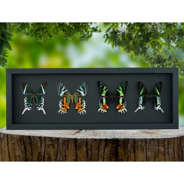 Sunset Moth Collection Madagascar Moths Urania Rhipheus leilus Framed Taxidermy Moonlight Display