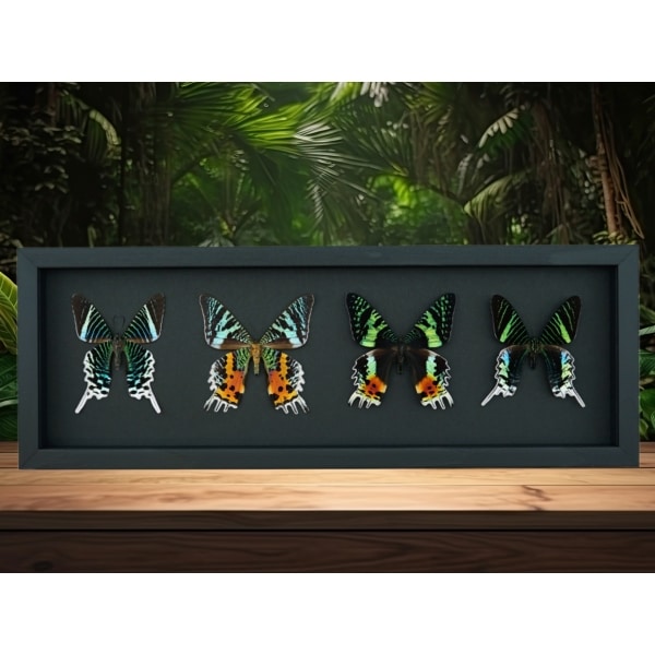 Sunset Moth Collection Madagascar Moths Urania Rhipheus leilus Framed Taxidermy Moonlight Display