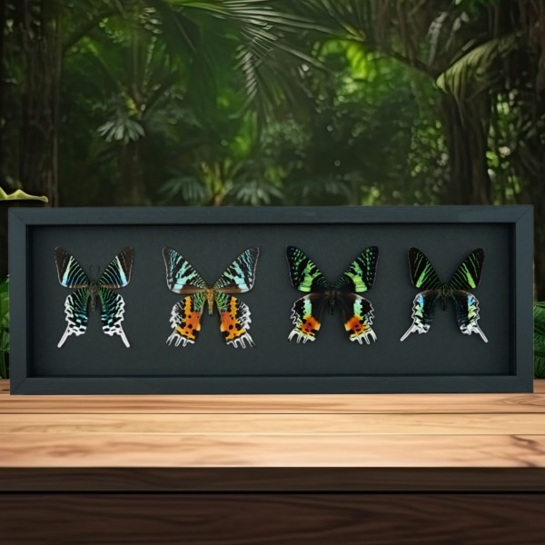 Sunset Moth Collection Madagascar Moths Urania Rhipheus leilus Framed Taxidermy Moonlight Display Sunset Moth Collection Madagascar Moths Urania Rhipheus leilus Framed Taxidermy Moonlight Display