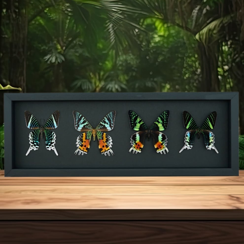 Sunset Moth Collection Madagascar Moths Urania Rhipheus leilus Framed Taxidermy Moonlight Display Sunset Moth Collection Madagascar Moths Urania Rhipheus leilus Framed Taxidermy Moonlight Display