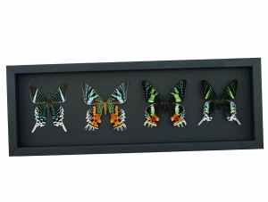 Sunset Moth Collection Madagascar Moths Urania Rhipheus leilus Framed Taxidermy Moonlight Display