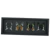 Sunset Moth Collection Madagascar Moths Urania Rhipheus leilus Framed Taxidermy Moonlight Display