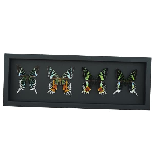 Sunset Moth Collection Madagascar Moths Urania Rhipheus leilus Framed Taxidermy Moonlight Display