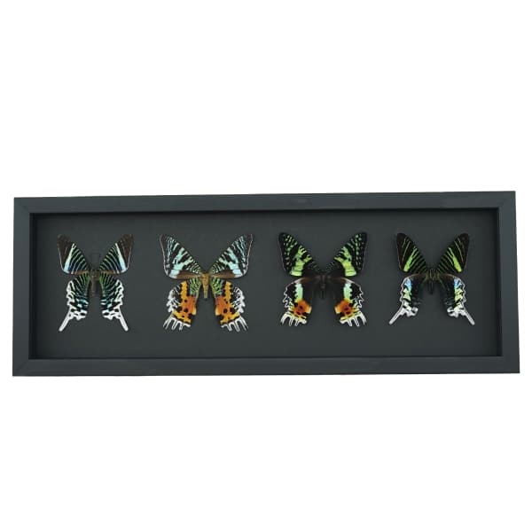 Sunset Moth Collection Madagascar Moths Urania Rhipheus leilus Framed Taxidermy Moonlight Display