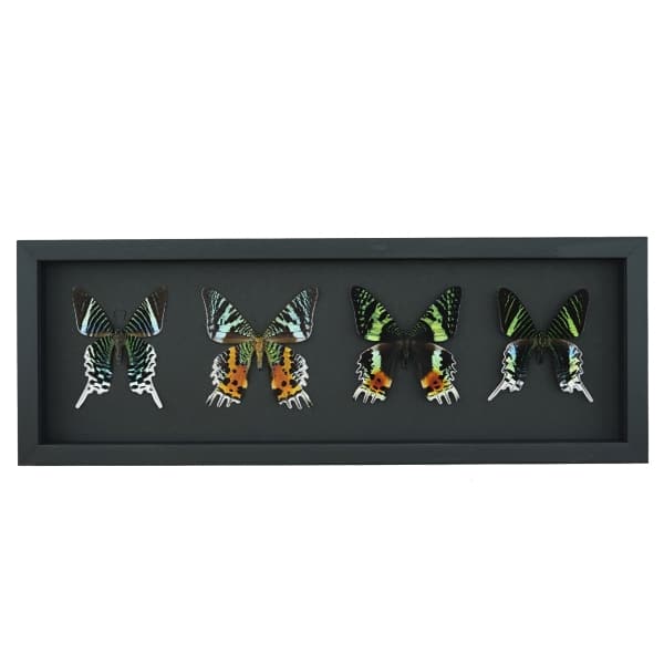 Sunset Moth Collection Madagascar Moths Urania Rhipheus leilus Framed Taxidermy Moonlight Display