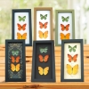 Framed Butterflies Citrus Collection Lemon Lime Orange Butterfly Taxidermy Display