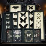 Real Gothic Butterflies Framed Butterfly & Moth Displays