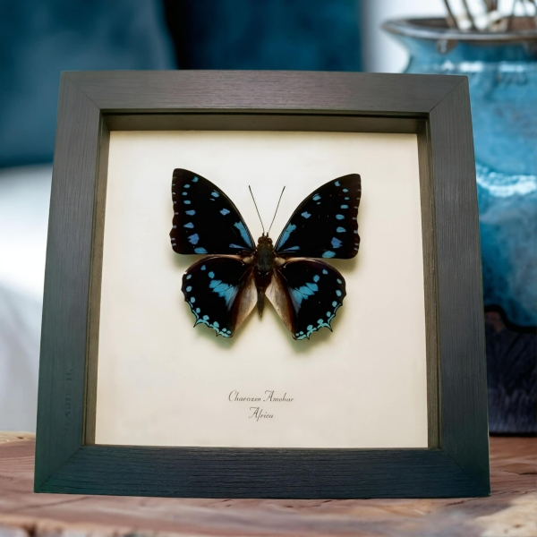 Charaxes ameliae Blue African Butterfly Framed Taxidermy Display