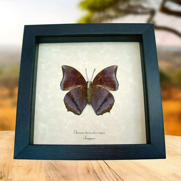 Charaxes bernardus crepax verso Tawny Rajah Butterfly Framed Taxidermy Display