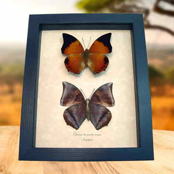 Charaxes bernardus crepax Set Butterflies Tawny Rajah Butterfly Framed Taxidermy Display