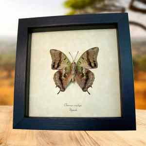 Dagger Tail Butterfly Charaxes candiope verso Framed Taxidermy Display
