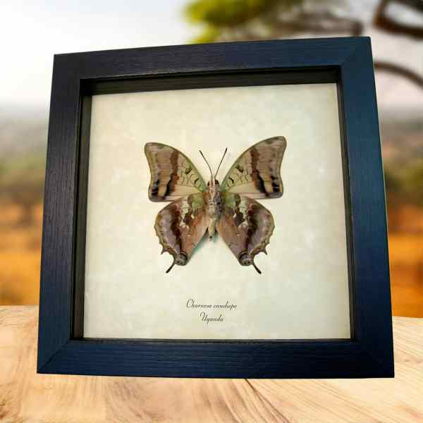 Dagger Tail Butterfly Charaxes candiope verso Framed Taxidermy Display