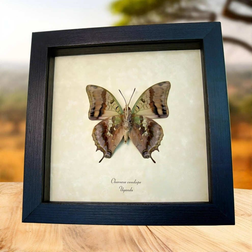 Dagger Tail Butterfly Charaxes candiope verso Framed Taxidermy Display