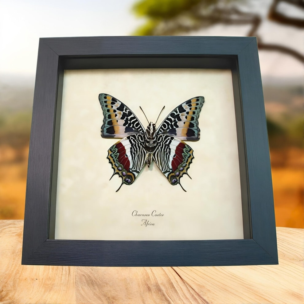 Charaxes castor Verso Giant Emperor African Butterfly Framed Taxidermy Display