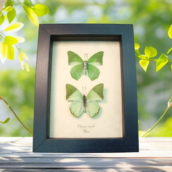 Charaxes eupale Pair Green African Butterflies Framed Butterfly Taxidermy Display Charaxes eupale Pair Green African Butterflies Framed Butterfly Taxidermy Display