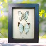 Charaxes kahldeni Butterfly Pair Framed Butterflies Taxidermy Display