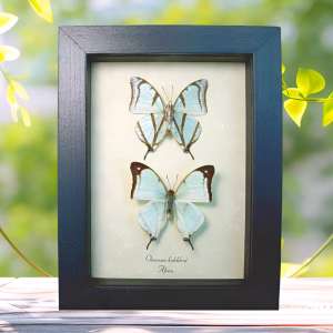 Charaxes kahldeni Butterfly Pair Framed Butterflies Taxidermy Display