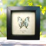 Charaxes kahldeni Verso Mint Green Butterfly Framed Taxidermy Display