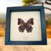 Charaxes latona Verso Orange Emperor Butterfly Framed Taxidermy Display