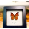 Charaxes paphianus African Butterfly Framed Taxidermy Display