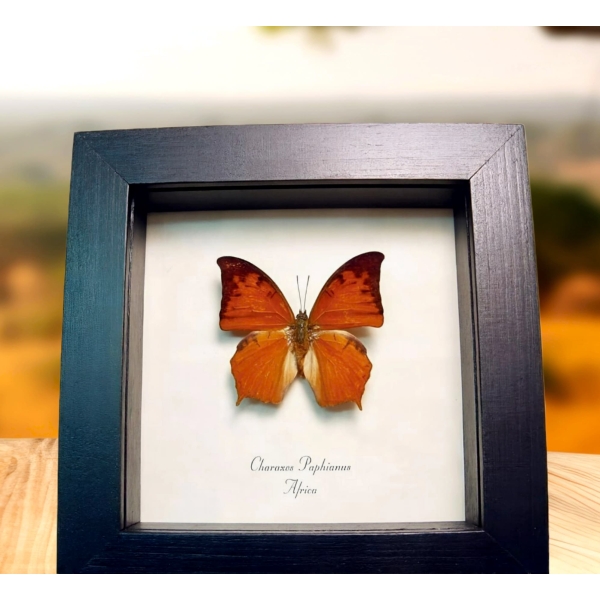 Charaxes paphianus African Butterfly Framed Taxidermy Display Charaxes paphianus African Butterfly Framed Taxidermy Display