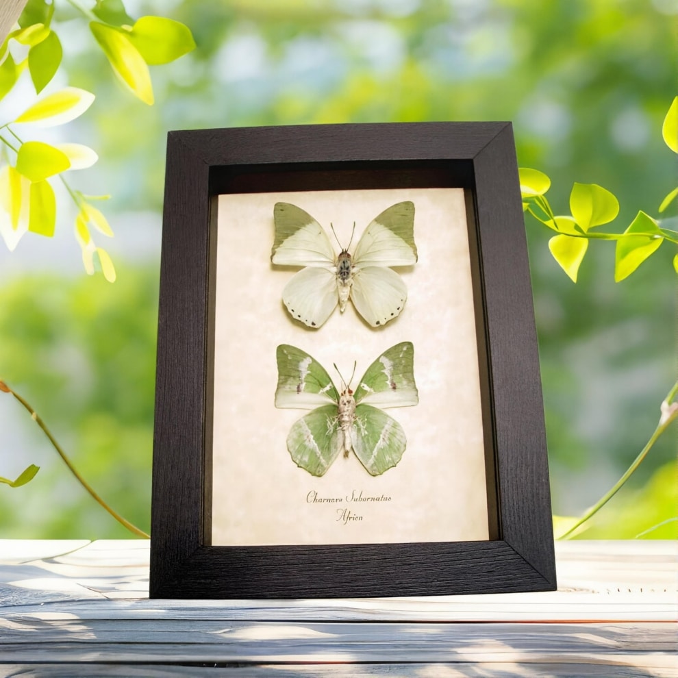 Charaxes subornatus Butterfly Pair Green Butterflies Framed Taxidermy Display
