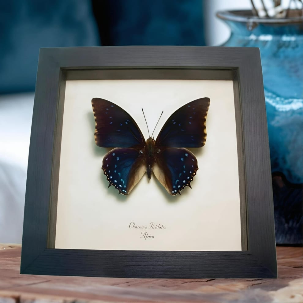 Charaxes tiridates Common Blue Butterfly Framed Taxidermy Display