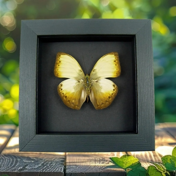Creamy Yellow Glider Cymothoe hyarbita Butterfly Real Framed Moonlight Display