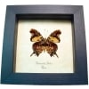 Antanartia delius Forest Admiral Butterfly Framed Taxidermy Display