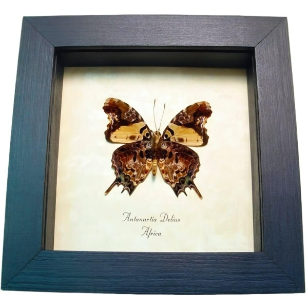 Antanartia delius Forest Admiral Butterfly Framed Taxidermy Display