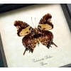 Antanartia delius Forest Admiral Butterfly Framed Taxidermy Display