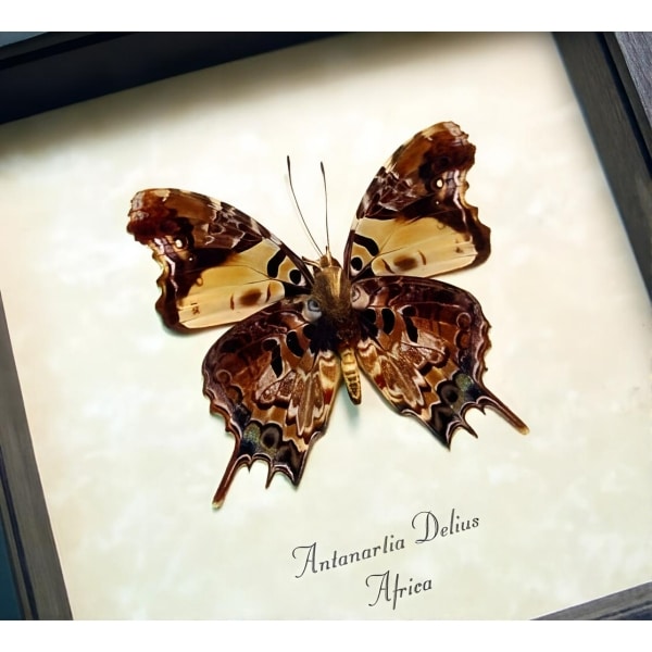 Antanartia delius Forest Admiral Butterfly Framed Taxidermy Display
