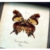 Antanartia delius Forest Admiral Butterfly Framed Taxidermy Display