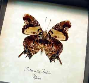 Antanartia delius Forest Admiral Butterfly Framed Taxidermy Display