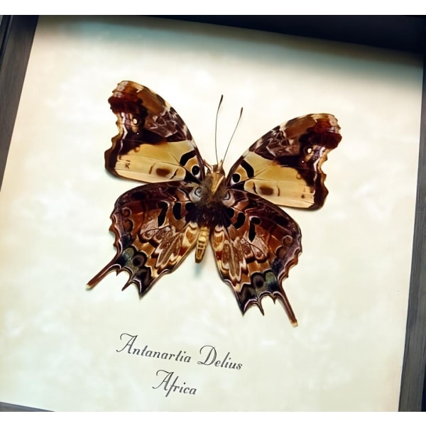 Antanartia delius Forest Admiral Butterfly Framed Taxidermy Display