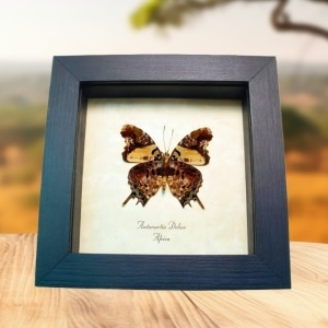 Antanartia delius Forest Admiral Butterfly Framed Taxidermy Display