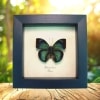 Green African Butterfly Bebearia barce Framed Taxidermy Display