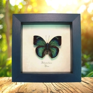 Green African Butterfly Bebearia barce Framed Taxidermy Display