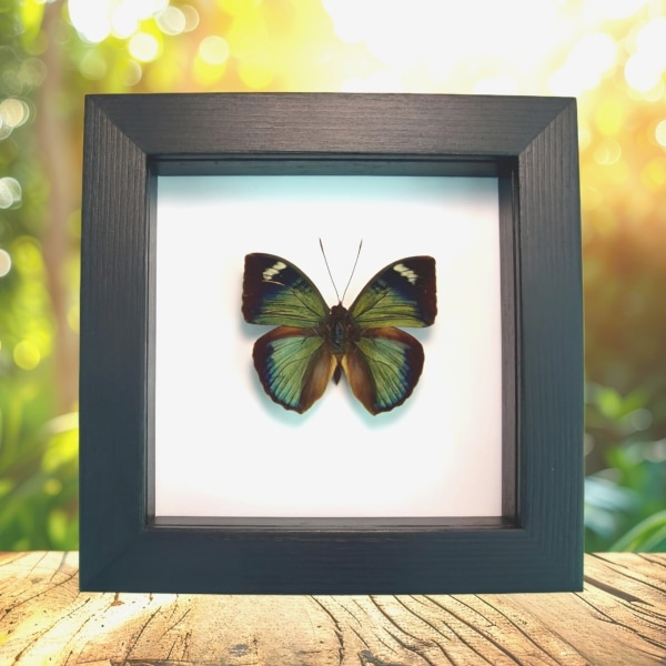 Green African Butterfly Bebearia barce Framed Taxidermy Classic Black Display