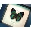 Green African Butterfly Bebearia barce Framed Taxidermy Display