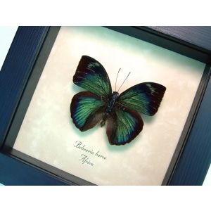 Green African Butterfly Bebearia barce Framed Taxidermy Display