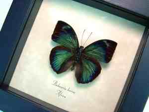 Green African Butterfly Bebearia barce Framed Taxidermy Display