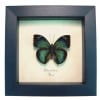 Green African Butterfly Bebearia barce Framed Taxidermy Display