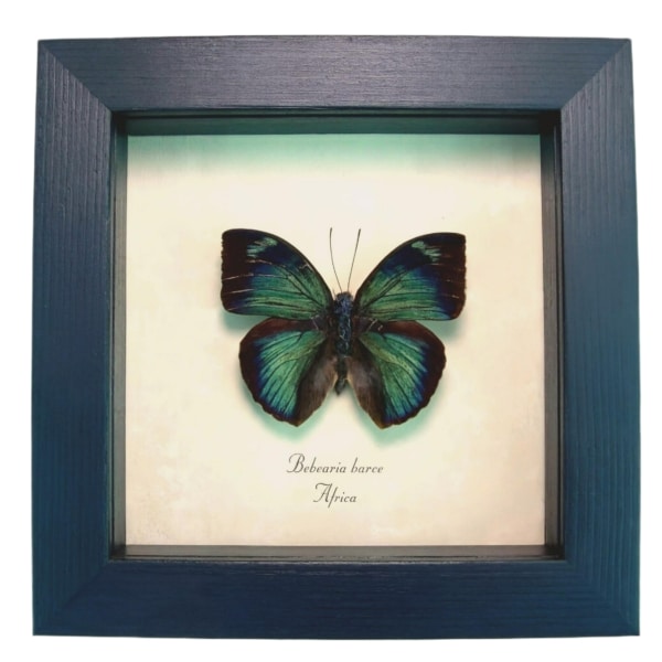 Green African Butterfly Bebearia barce Framed Taxidermy Display